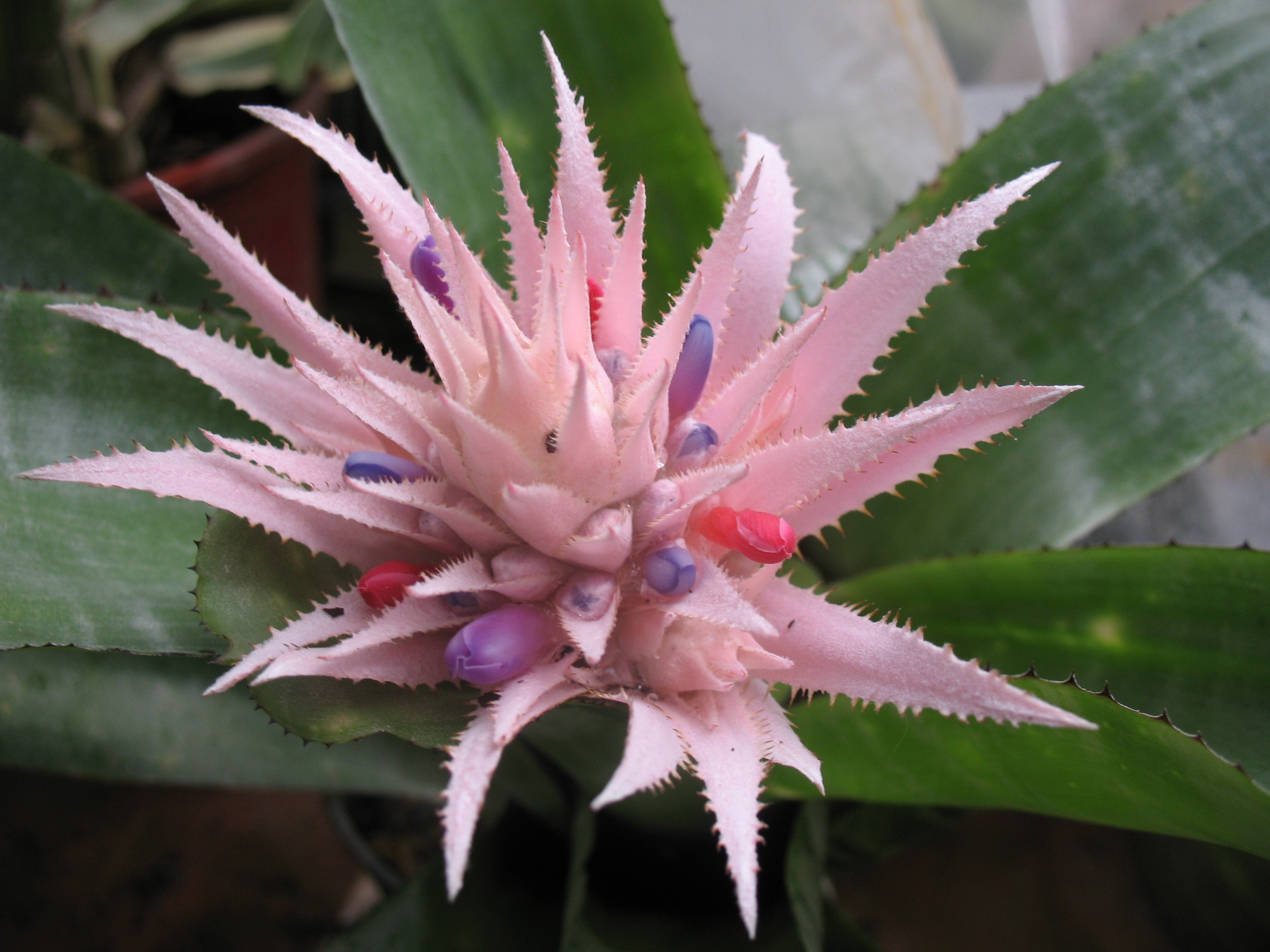 Aechmea bracteata