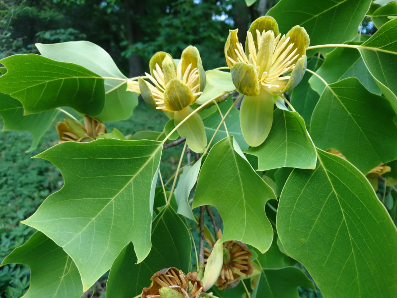 Liriodendron chinense