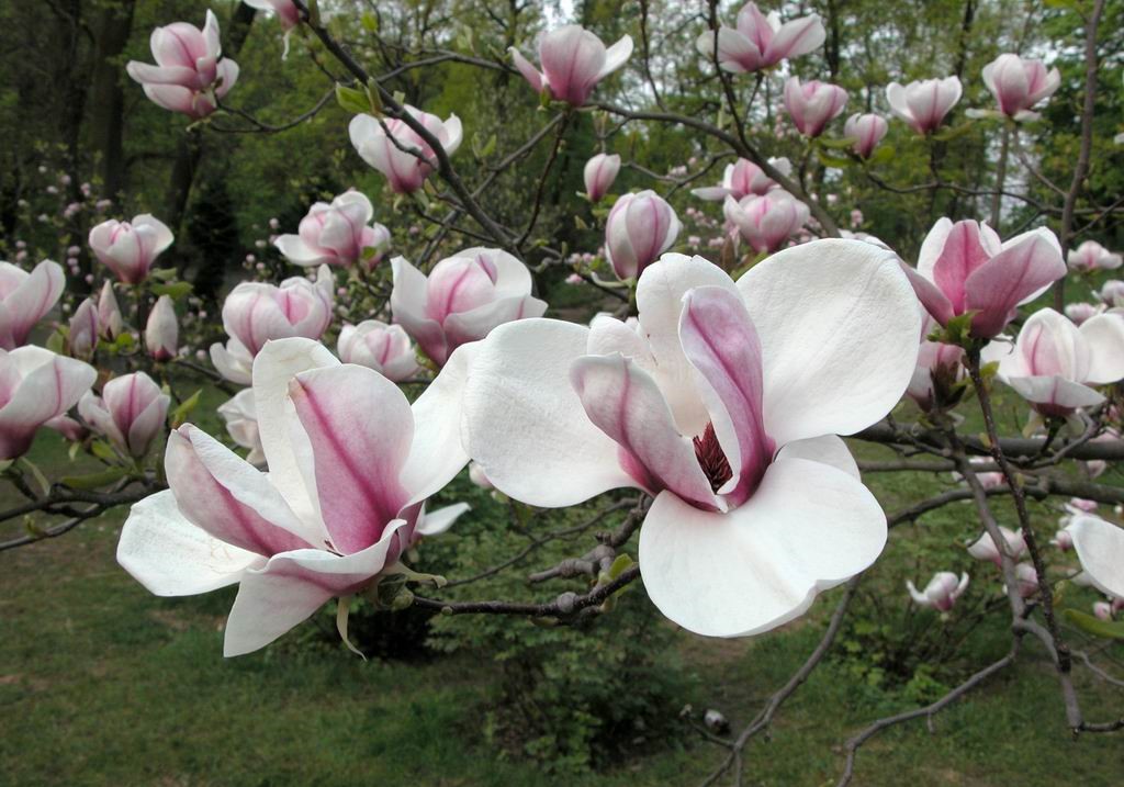 Magnolia soulangiana Grandis