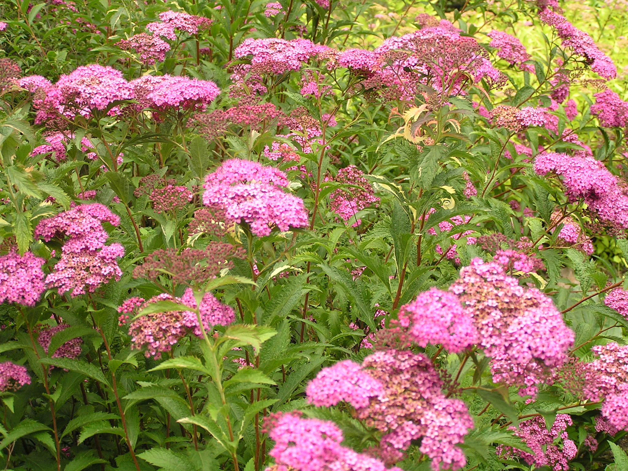 Spiraea japonica Crispa